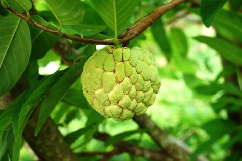 Surprising benefits brought about by the fruit of custard-apple