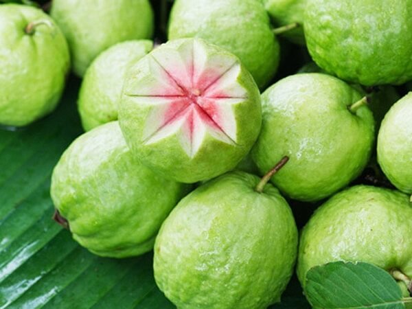 An overview of the guava fruit